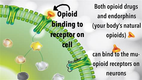 opioids are similar to what hormones